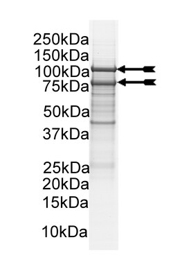 Eurofins DiscoverX PI 3-Kinase (p110 /p85 ) Mouse Protein 250 &mu;g | Buy Online | Eurofins DiscoverX | Fisher Scientific